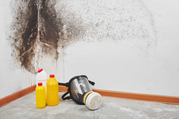 Best Mold Cleaning Services  in Waterloo, WI
