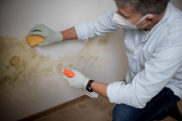 Best Mold Removal Process  in Waterloo, WI