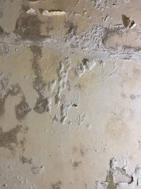 Mold Removal Process in Waterloo, WI