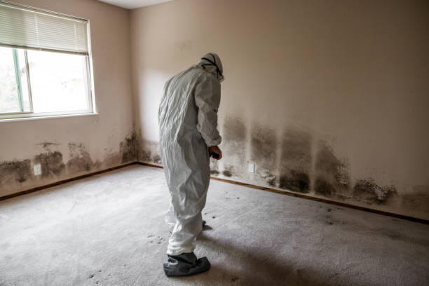 Best Toxic Mold Removal  in Waterloo, WI