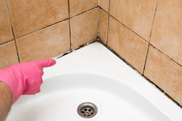 Best Mold Remediation Experts  in Waterloo, WI